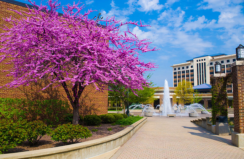 印第安納州立大學(特雷豪特)|Indiana State University (Terre Haute)